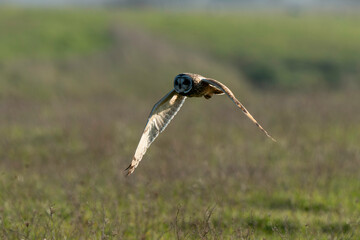 Hibou des marais, Hibou brachyote, Asio flammeus, Short eared Owl, region Pays de Loire; marais Breton; 85, Vendée, Loire Atlantique, France