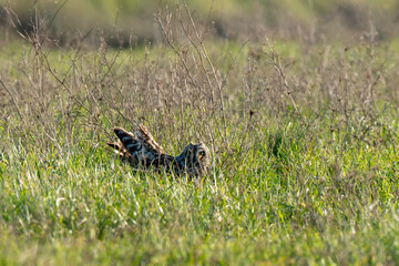 Hibou des marais, Hibou brachyote, Asio flammeus, Short eared Owl, region Pays de Loire; marais Breton; 85, Vendée, Loire Atlantique, France