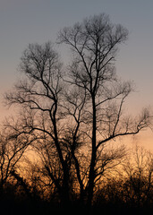 Bare tree silhouette against twilight sky, tree landscape in autumn