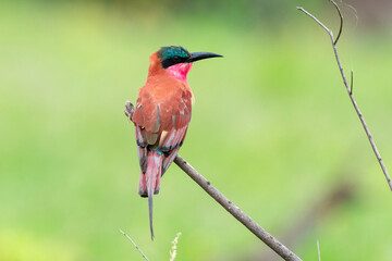 Guêpier carmin,.Merops nubicoides, Southern Carmine Bee eater