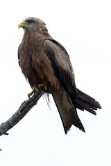 Milan noir, .Milvus migrans, Black Kite