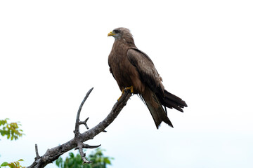 Milan noir, .Milvus migrans, Black Kite