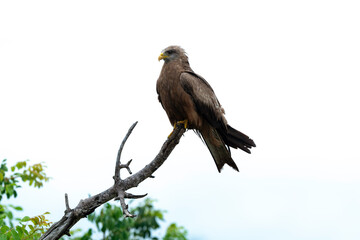 Milan noir, .Milvus migrans, Black Kite
