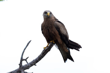 Milan noir, .Milvus migrans, Black Kite