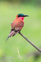 Guêpier carmin,.Merops nubicoides, Southern Carmine Bee eater