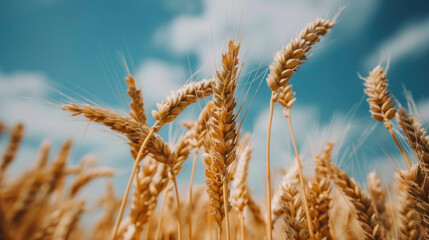 Fototapeta premium Wheat heads close-up, low point of view