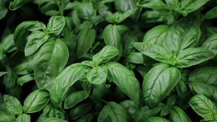 close up of basil seedlings - aromatic plants