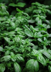 close up of basil seedlings - aromatic plants