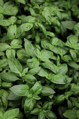 close up of basil seedlings - aromatic plants