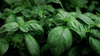 close up of basil seedlings - aromatic plants