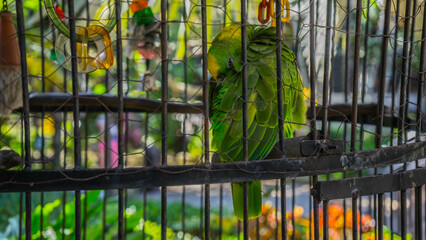 Parrot in Cage On Sanibel Island, Florida