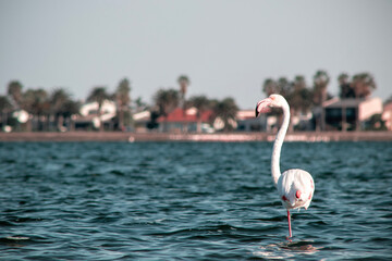Lonely african pink flamingo walks in  the blue lagoon on a sunny day