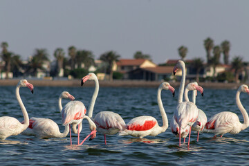 Wild african birds.  Flock of pink african flamingos  walking around the blue lagoon on the...
