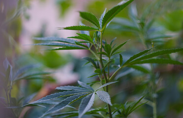 Cannabis leaf buds