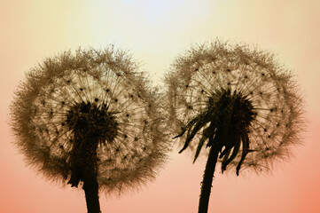 Two dandelions in dewdrops on the background of sunset. Desktop wallpapers.