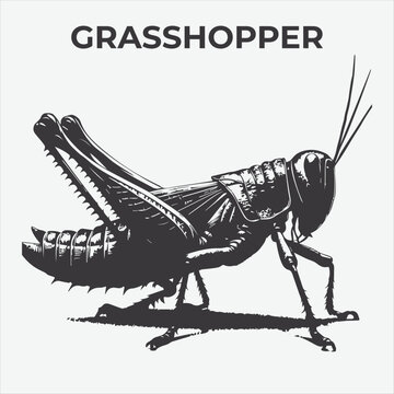 A Clear and Bold Grasshopper silhouette for Versatile Applications. Vector Illustration