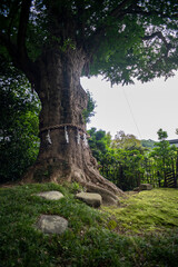 鎌倉246　荏柄天神社6　ご神木