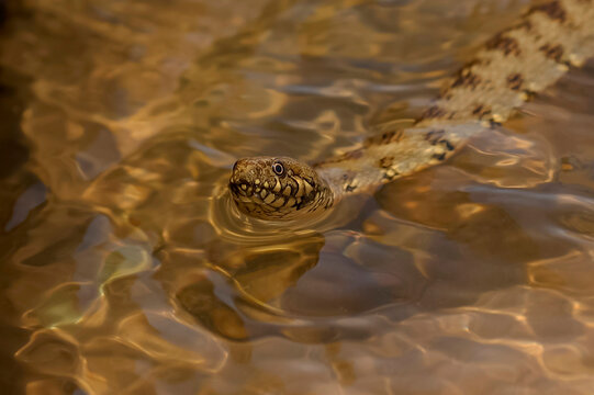 serpiente de rio