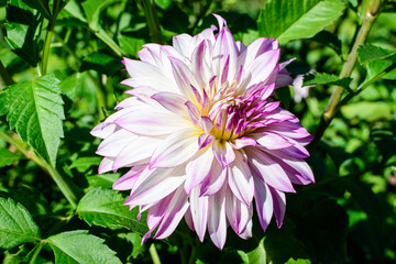Fototapeta premium One beautiful large white dahlia flower in full bloom on blurred green background, photographed with soft focus in a garden in a sunny summer day.