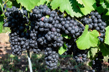 Fototapeta premium Closeup of ripe organic dark black grapes and green leaves in vineyard in a sunny autumn day .