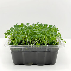 Naklejka premium A white plastic container with fresh microgreens on a white background. Germination of seeds at home. The concept of vegan and healthy eating