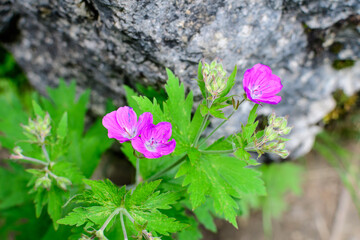 Many delicate light pink flowers of Geranium pratense wild plant, commonly known as meadow...
