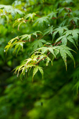 雨に濡れた新緑のモミジ 紅葉