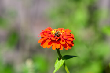 Close up of one beautiful large red zinnia flower in full bloom on blurred green background, photographed with soft focus in a garden in a sunny summer day.