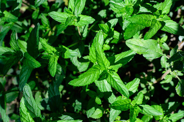 Fresh green peppermint or mentha × piperita, also known as Mentha balsamea leaves in direct sunlight, in an organic urban herbs garden, in a sunny summer day. © Cristina Ionescu