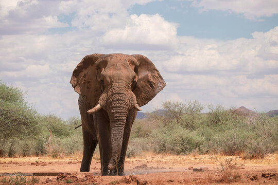 Wild african animals. African Bush Elephants in the grassland on a sunny day.