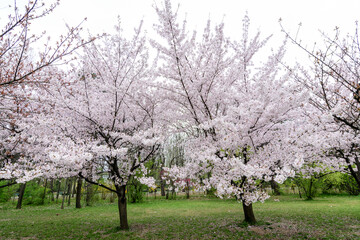 Fototapeta premium Large cherry trees with many white flowers in full bloom in the Japanese Garden from King Michael I Park (former Herastrau) in Bucharest, Romania, in a cloudy spring day, sakura.