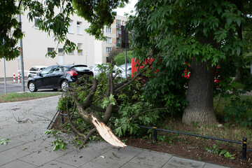 Tree broken by a hurricane on a city street or sidewalk in summer