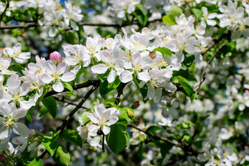 Fototapeta premium Close up of a branch with white apple tree flowers in full bloom with blurred background in a garden in a sunny spring day, beautiful Japanese cherry blossoms floral background, sakura.