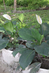 Spathiphyllum kochii flower plant on nursery