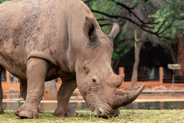 Obraz premium Wild african animals. Portrait of a male bull white Rhino grazing in Etosha National park