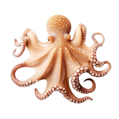 Obraz premium beautiful octopus isolated on white