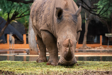 Wild african animals. Portrait of a male bull white Rhino grazing in Etosha National park, Namibia.