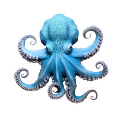 Fototapeta premium beautiful octopus isolated on white
