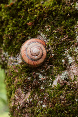 Snail on the bark of a tree. Texture of tree bark with moss.