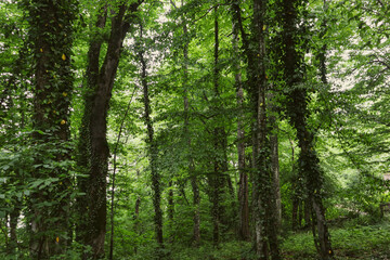 Summer forest. Hiking in the mountains, green forest.