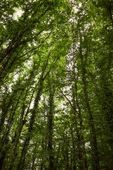 Fototapeta premium Summer forest. Hiking in the mountains, green forest.