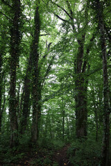 Obraz premium Summer forest. Hiking in the mountains, green forest.