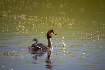 A great crested grebe with the chick on its back swimming perpendicular to the camera lens on a cloudy summer day.
