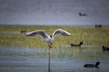 A black-headed gull sits on the top of a wooden stick and waves by its wings toward the camera lens and common coots swim in the water around.