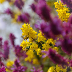Flora of Gran Canaria -  flowering Adenocarpus foliolosus, Canary Island flatpod natural macro floral background