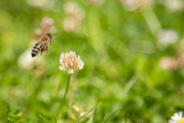 a bee flying to a white clover on a meadow