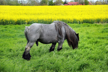 Heavy work horse grazing on a green meadow