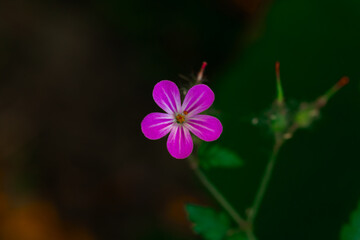 close up single pink flower in low key lighting garden floral environment wallpaper photography with noise pollution concept post production