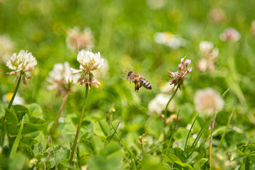 a bee flying to a white clover on a meadow