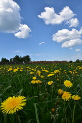 A dandelion flower field, Sainte-Apolline, Québec, Canada